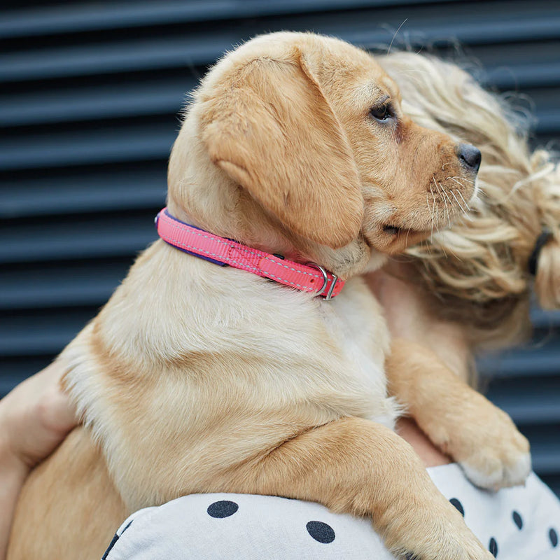 Kazoo Active Collar