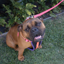 Kazoo Nylon Lead Bloom Burst