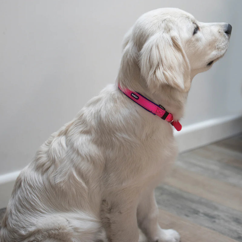 Kazoo Active Collar