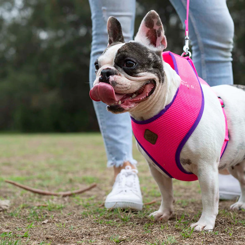 Kazoo Soft Harness Bloom Burst