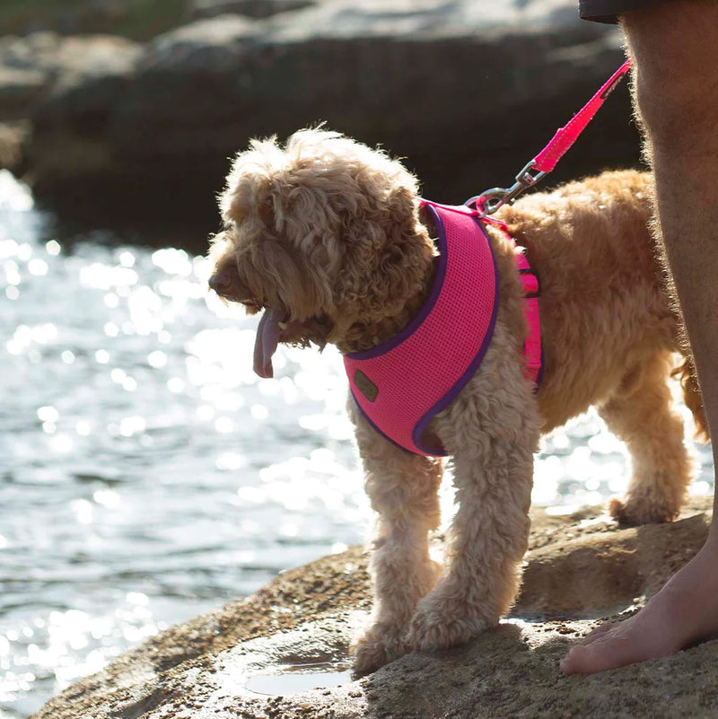 Kazoo Soft Harness Bloom Burst