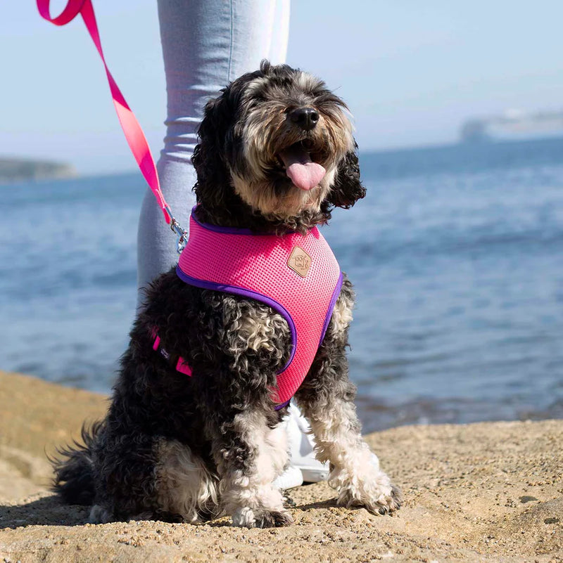 Kazoo Soft Harness Bloom Burst