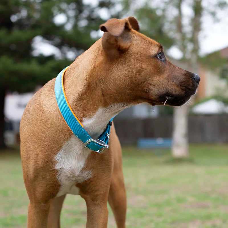 Kazoo Active Collar