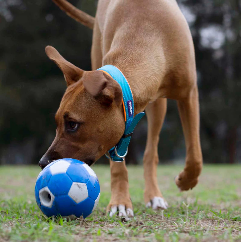 Kazoo Active Collar