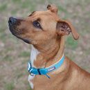 ACTIVE  NYLON COLLAR SLATE XLARGE