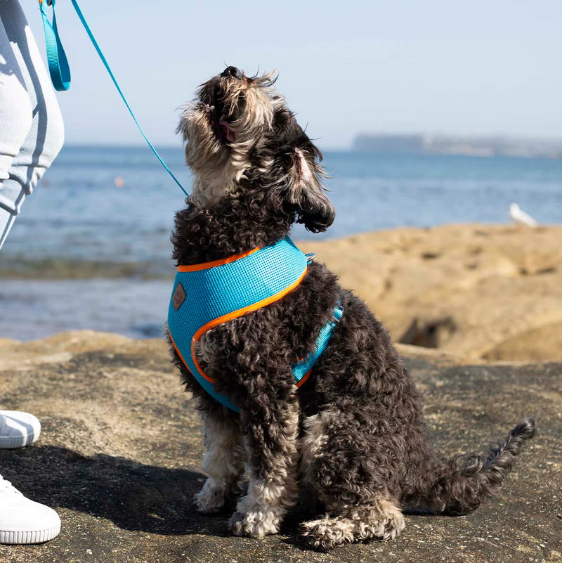 Kazoo Soft Walking Harness Ocean Sunrise