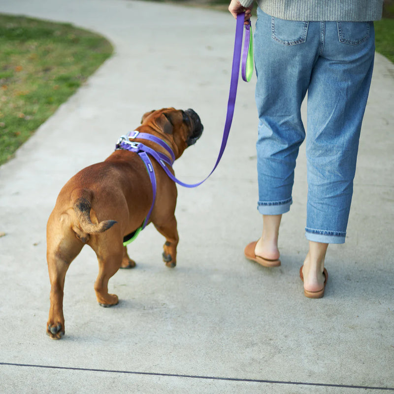 ACTIVE  NYLON COLLAR PURPLE MEDIUM