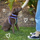 ACTIVE  NYLON COLLAR PURPLE SMALL