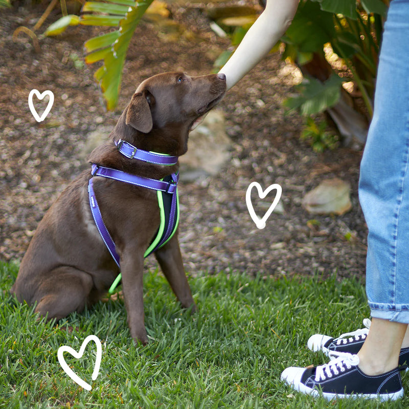 ACTIVE  NYLON COLLAR PURPLE MEDIUM