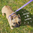 Kazoo Lead Purple and Lime