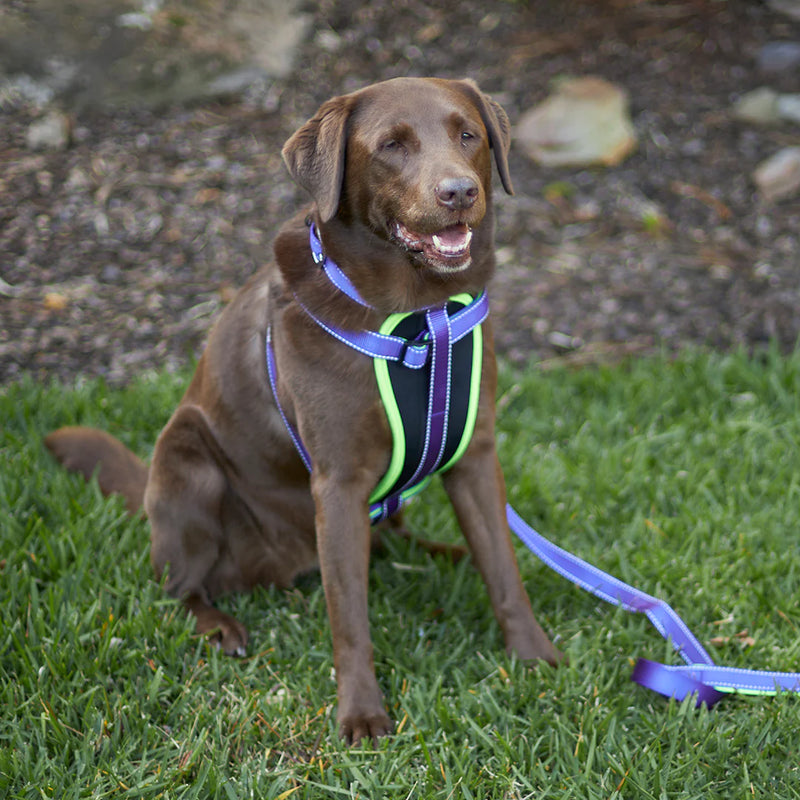 ACTIVE  NYLON COLLAR PURPLE MEDIUM