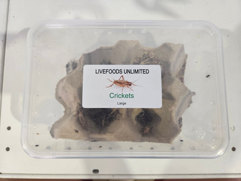 LIVEFOODS LARGE CRICKETS