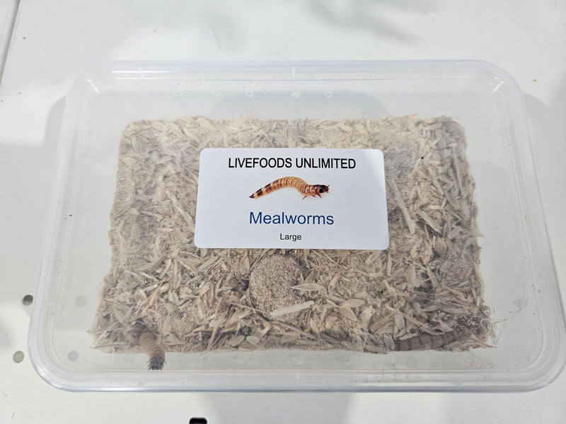 LIVEFOODS GIANT MEALWORMS LARGE