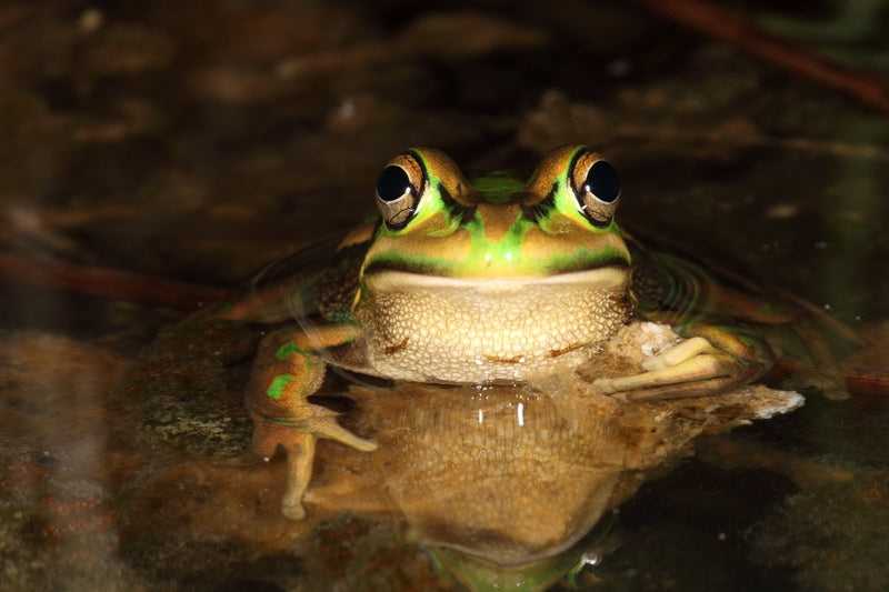 REPTILE - GREEN & GOLD BELL FROG