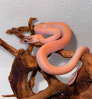 REPTILE - MARBLE CHILDREN'S PYTHON (ANTARESIA CHILDRENI)