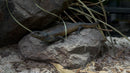 REPTILE - MELANISTIC (BLACK) BLUE TONGUE LIZARD (Tiliqua Scincoides)