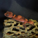 NORTHERN BANDED KNOB-TAILED GECKO (NEPHRURUS WHEELERI CINTUS)