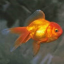 GOLDFISH - ORANDA 5CM **See in-store for pricing**