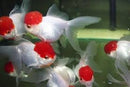 GOLDFISH - ORANDA RED CAP 5CM **See in-store for pricing**
