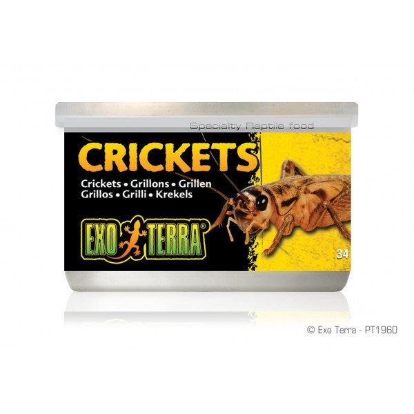 EXO TERRA CRICKETS SMALL 34GM