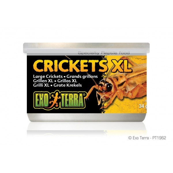 EXO TERRA CRICKETS XLARGE 34GM