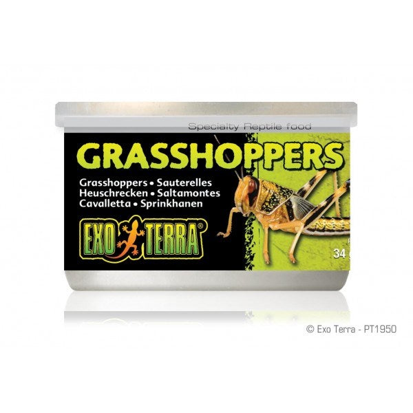EXO TERRA GRASSHOPPERS SMALL 34GM