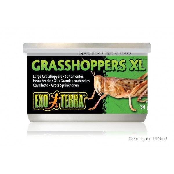 EXO TERRA GRASSHOPPERS XL 34GM