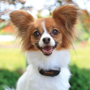 Petsafe Vibration Bark Collar