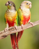 BIRDS - CONURE PINEAPPLE