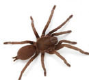 INVERTEBRATE - SPIDER PYGMY TARANTULA (C. TROPIX)