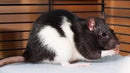SMALL ANIMAL - RAT MALE