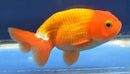GOLDFISH - RANCHU 5CM **See in-store for pricing**