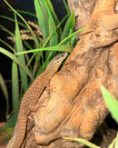 REPTILE - RIDGE TAIL MONITOR