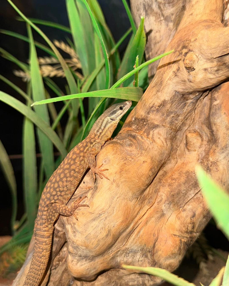REPTILE - RIDGE TAIL MONITOR