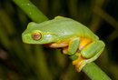 REPTILE - DAINTY TREE FROG (LITORIA GRACILENTA)