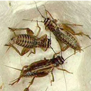 BEERWAH CRICKETS LARGE