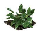 LARGE DRIFTWOOD W/ANUBIAS