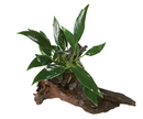 MINI DRIFTWOOD W/ANUBIAS
