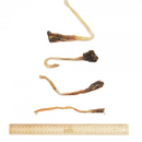 BARK & BEYOND ROO TENDONS 6PK
