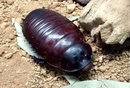 INVERTEBRATE - BURROWING ROACHES (SA DESERT)