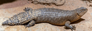 REPTILE - GIDGEE SKINK (EGERNIA STOKESII)
