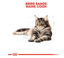 ROYAL CANIN MAINE COON ADULT 4KG