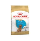 ROYAL CANIN POODLE PUPPY 500G