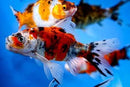 GOLDFISH - SHUBUNKIN 5CM **See in-store for pricing**
