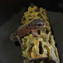 SMOOTH KNOB-TAILED GECKO (NEPHRURUS LEVIS LEIVS)