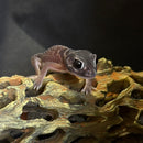 SMOOTH KNOB-TAILED GECKO (NEPHRURUS LEVIS LEIVS)