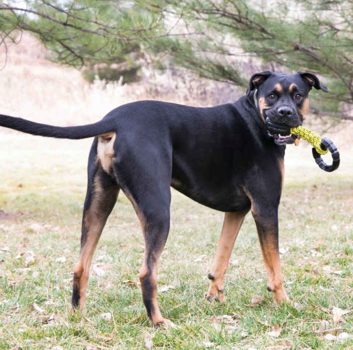 KONG JAXX TRIPLE BARREL LARGE