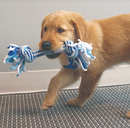 KONG ROPE STICK PUPPY ASSORTED MEDIUM