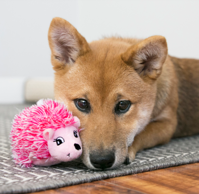 KONG COMFORT HEDGEHUG PUPPY LARGE