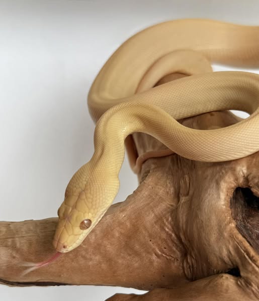 REPTILE - ALBINO OLIVE PYTHON